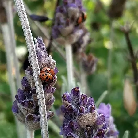 Rochas Shared Garden Refuge * Φουνκάλ