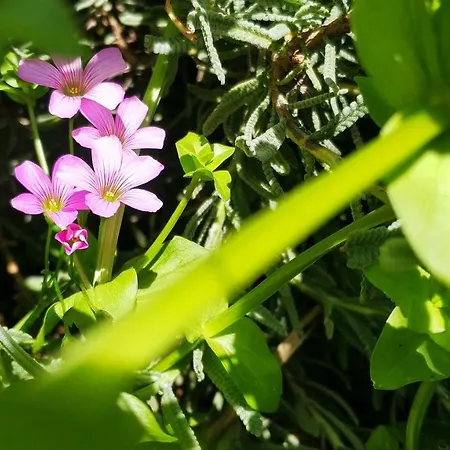 Rochas Shared Garden Refuge *