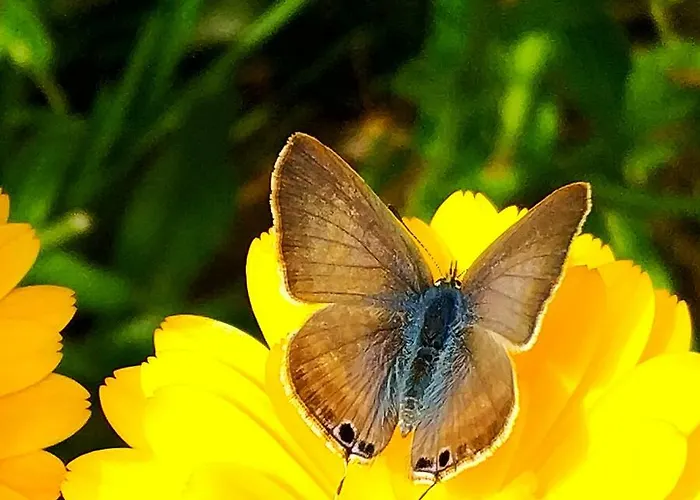 Rochas Shared Garden Refuge 홈스테이 *