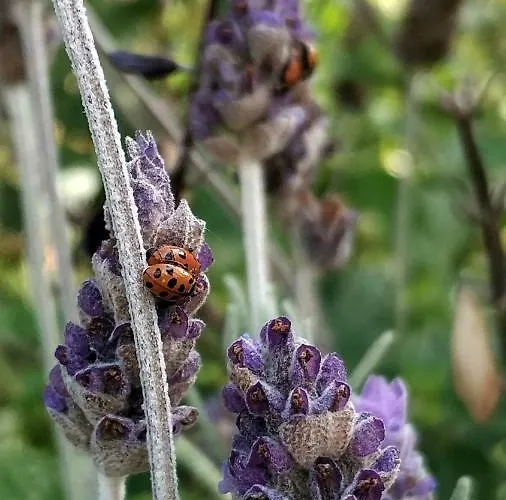 Rochas Shared Garden Refuge * 푼샬