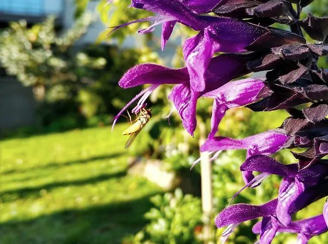 Rochas Shared Garden Refuge *