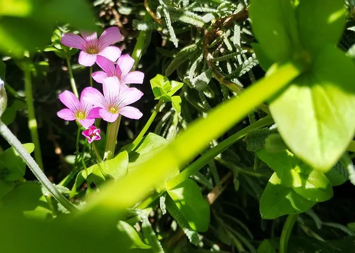 Rochas Shared Garden Refuge *