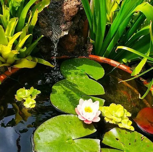 Rochas Shared Garden Refuge *