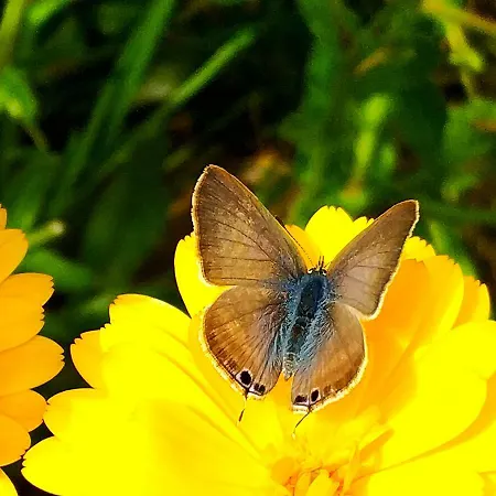 Rochas Shared Garden Refuge Проживание в семье *