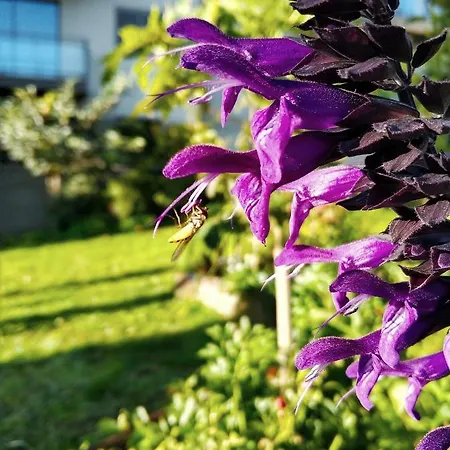 Rochas Shared Garden Refuge *