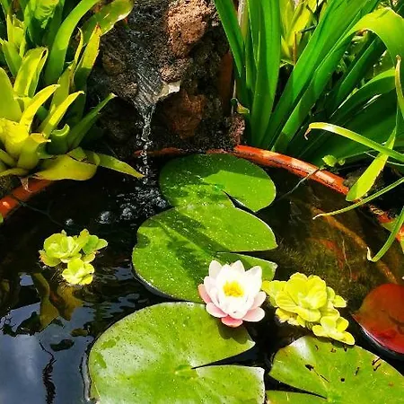 Rochas Shared Garden Refuge *